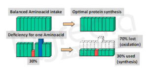 manque, acide aminé, synthèse protéique, organisme, 