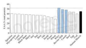 Concentration Acides aminés essentiels EAA sources protéines lait