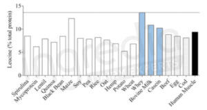 Concentration Leucine sources protéines